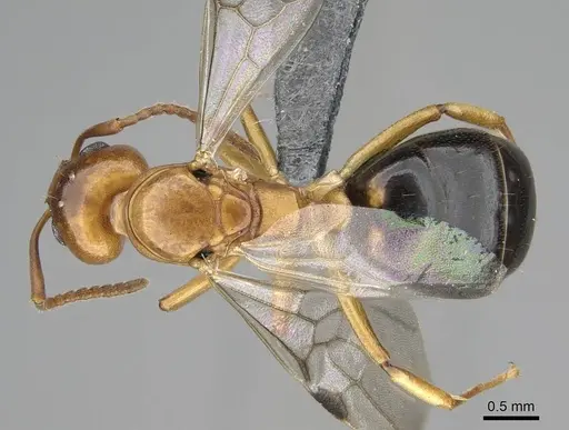 Dolichoderus lutosus specimen CASENT0768062 image casent0768062_1