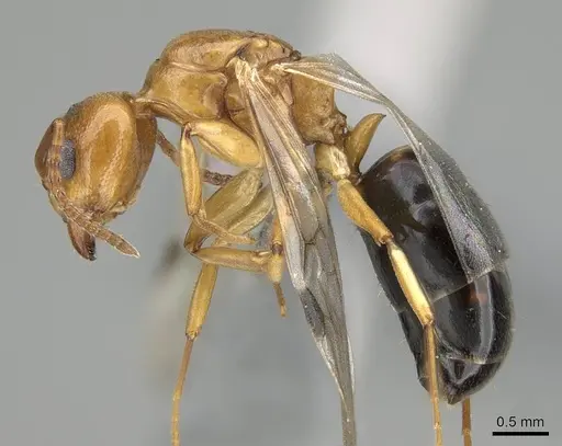 Dolichoderus lutosus specimen CASENT0768062 image casent0768062_3