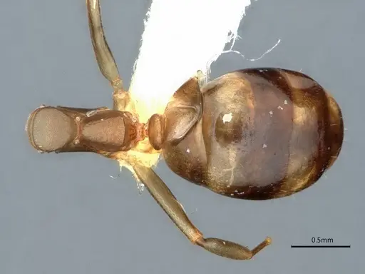 Dolichoderus lutosus specimen CASENT0866533 image casent0866533_1