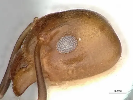 Dolichoderus lutosus specimen CASENT0866533 image casent0866533_3