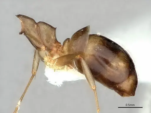 Dolichoderus lutosus specimen CASENT0866533 image casent0866533_4
