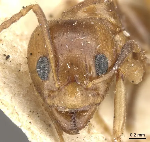 Dolichoderus lutosus specimen CASENT0902953 image casent0902953_2
