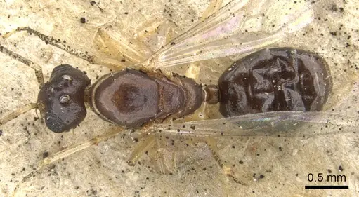 Dolichoderus lutosus specimen CASENT0902954 image casent0902954_1
