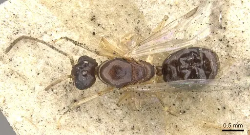 Dolichoderus lutosus specimen CASENT0902954 image casent0902954_2