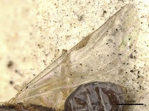 Dolichoderus lutosus specimen CASENT0902954 image casent0902954_5