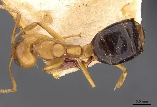 Dolichoderus lutosus specimen CASENT0909470 image casent0909470_1