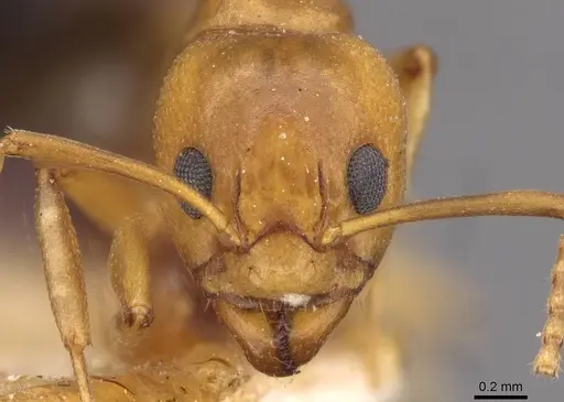 Dolichoderus lutosus specimen CASENT0909470 image casent0909470_2