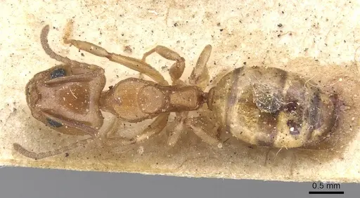 Dolichoderus lutosus specimen CASENT0915567 image casent0915567_1