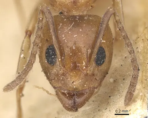 Dolichoderus lutosus specimen CASENT0915567 image casent0915567_2