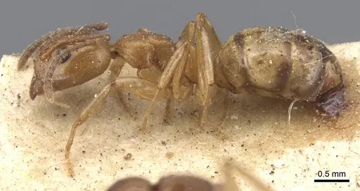 Dolichoderus lutosus specimen CASENT0915567 image casent0915567_3