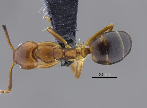Dolichoderus lutosus specimen CBUMAGENT41849 image cbumagent41849_1