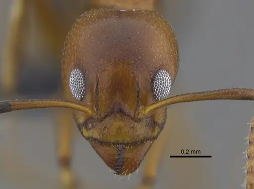 Dolichoderus lutosus specimen CBUMAGENT41849 image cbumagent41849_2