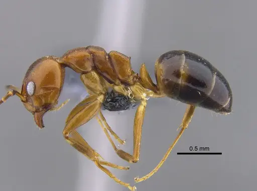 Dolichoderus lutosus specimen CBUMAGENT41849 image cbumagent41849_3