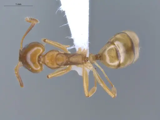Dolichoderus lutosus specimen ECOFOG-CSG15-0170-02 image ecofog-csg15-0170-02_1