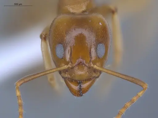 Dolichoderus lutosus specimen ECOFOG-CSG15-0170-02 image ecofog-csg15-0170-02_2