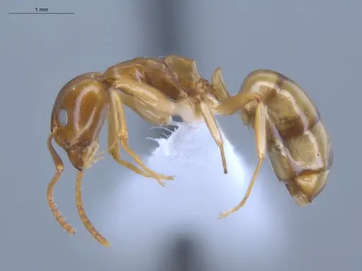 Dolichoderus lutosus specimen ECOFOG-CSG15-0170-02 image ecofog-csg15-0170-02_3