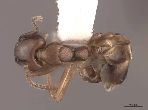 Dolichoderus lutosus specimen FMNHINS0000045060 image fmnhins0000045060_1