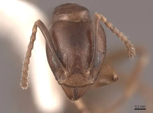 Dolichoderus lutosus specimen FMNHINS0000045060 image fmnhins0000045060_2