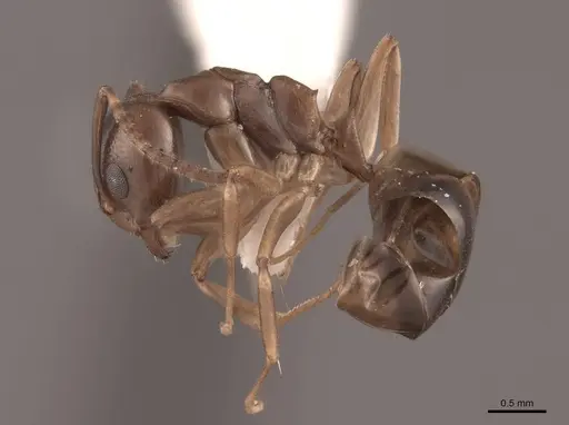 Dolichoderus lutosus specimen FMNHINS0000045060 image fmnhins0000045060_3