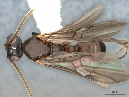 Dolichoderus magnipastor specimen CASENT0886017 image casent0886017_1