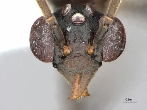 Dolichoderus magnipastor specimen CASENT0886017 image casent0886017_2