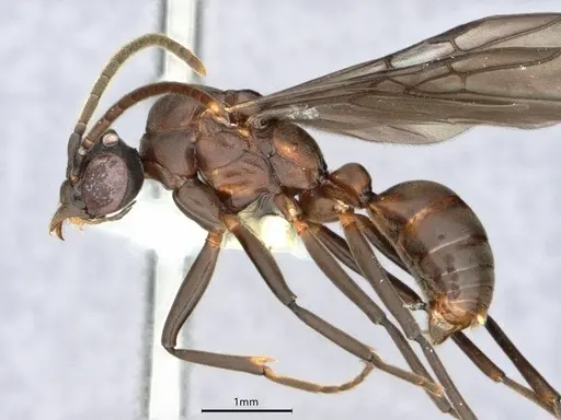 Dolichoderus magnipastor specimen CASENT0886017 image casent0886017_3
