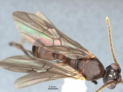 Dolichoderus magnipastor specimen CASENT0886017 image casent0886017_4