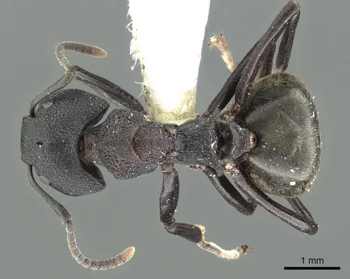 Dolichoderus magnipastor specimen CASENT0902962 image casent0902962_1