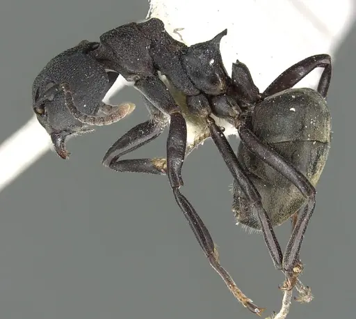 Dolichoderus magnipastor specimen CASENT0902962 image casent0902962_3