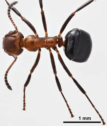 Dolichoderus mariae specimen ANTWEB1038003 image antweb1038003_1