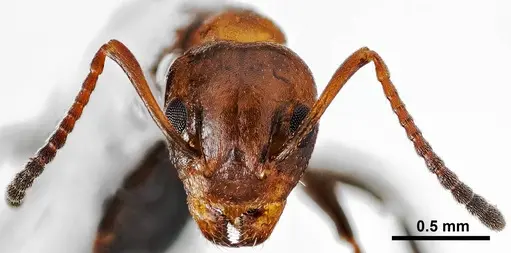 Dolichoderus mariae specimen ANTWEB1038003 image antweb1038003_2