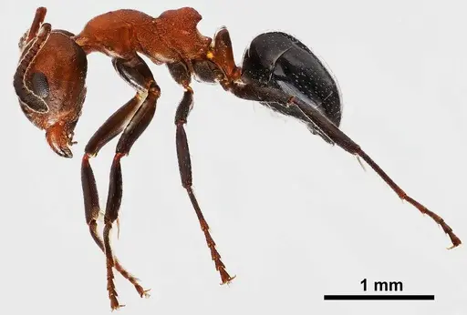 Dolichoderus mariae specimen ANTWEB1038003 image antweb1038003_3