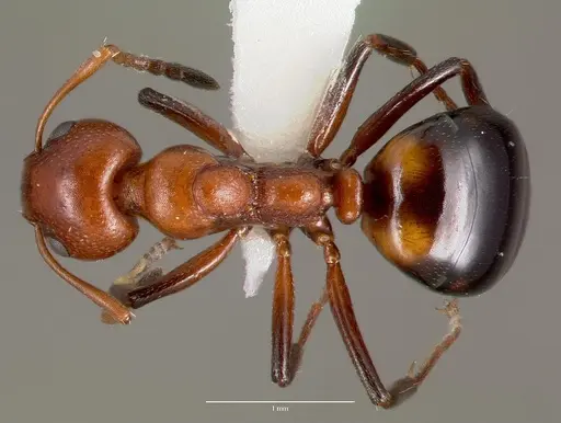 Dolichoderus mariae specimen CASENT0003312 image casent0003312_1