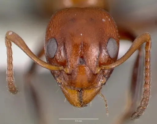 Dolichoderus mariae specimen CASENT0003312 image casent0003312_2