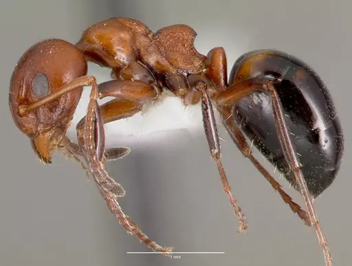 Dolichoderus mariae specimen CASENT0003312 image casent0003312_3