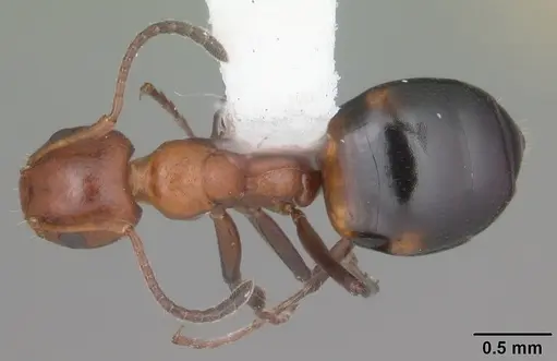 Dolichoderus mariae specimen CASENT0103850 image casent0103850_1