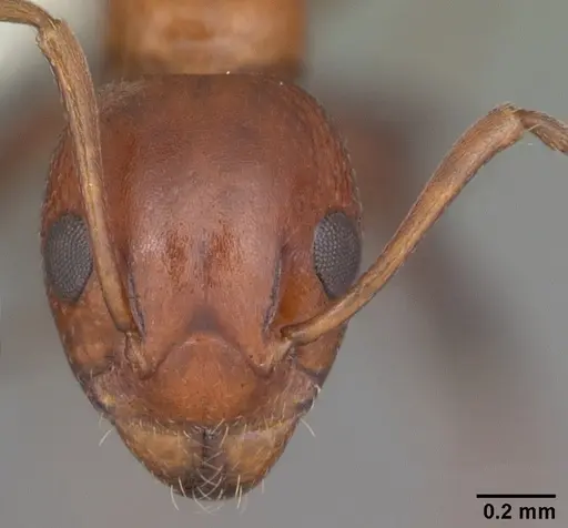 Dolichoderus mariae specimen CASENT0103850 image casent0103850_2