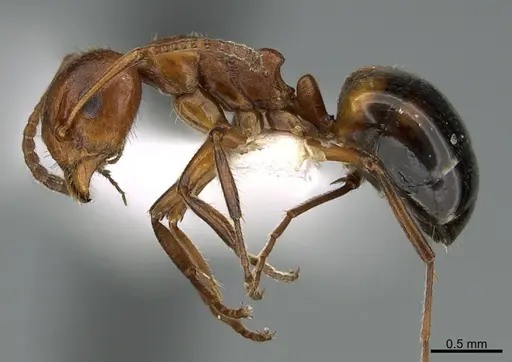 Dolichoderus mariae specimen CASENT0170173 image casent0170173_1
