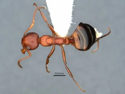 Dolichoderus mariae specimen CASENT0886000 image casent0886000_1