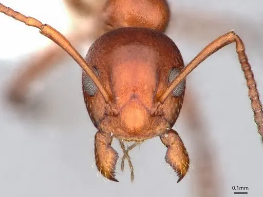 Dolichoderus mariae specimen CASENT0886000 image casent0886000_2
