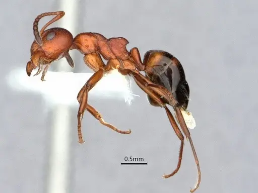 Dolichoderus mariae specimen CASENT0886000 image casent0886000_3