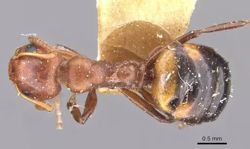 Dolichoderus mariae specimen CASENT0909456 image casent0909456_1