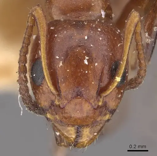 Dolichoderus mariae specimen CASENT0909456 image casent0909456_2