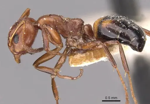 Dolichoderus mariae specimen CASENT0909456 image casent0909456_3