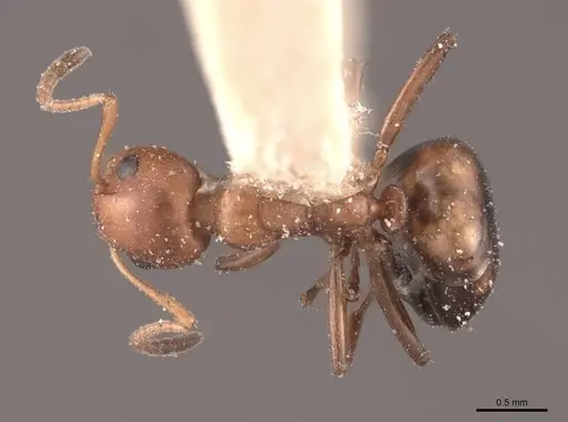 Dolichoderus mariae specimen FMNHINS0000045063 image fmnhins0000045063_1