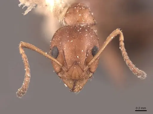 Dolichoderus mariae specimen FMNHINS0000045063 image fmnhins0000045063_2