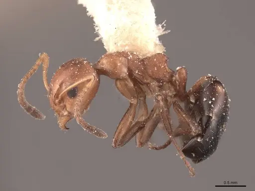 Dolichoderus mariae specimen FMNHINS0000045063 image fmnhins0000045063_3