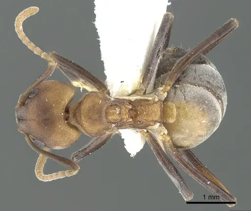 Dolichoderus maschwitzi specimen CASENT0902964 image casent0902964_1