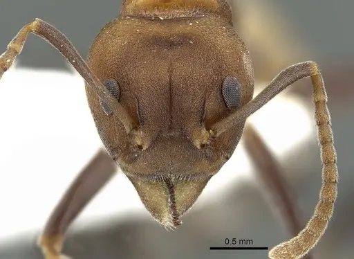 Dolichoderus maschwitzi specimen CASENT0902964 image casent0902964_2