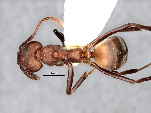 Dolichoderus maschwitzi specimen SMFHYM0008898 image smfhym0008898_1